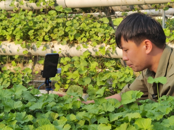 Quảng Ninh: Nông nghiệp công nghệ cao với rau má thủy canh
