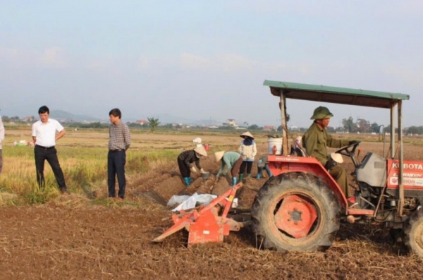 Phường An Sinh tăng tốc vụ đông xuân: Liên kết tiêu thụ khoai tây Atlantic giúp nâng cao thu nhập