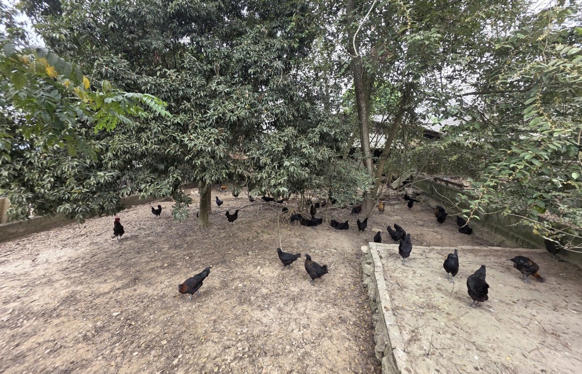 Lào Cai: Lão nông kiếm bộn tiền nhờ nuôi gà “chạy bộ”