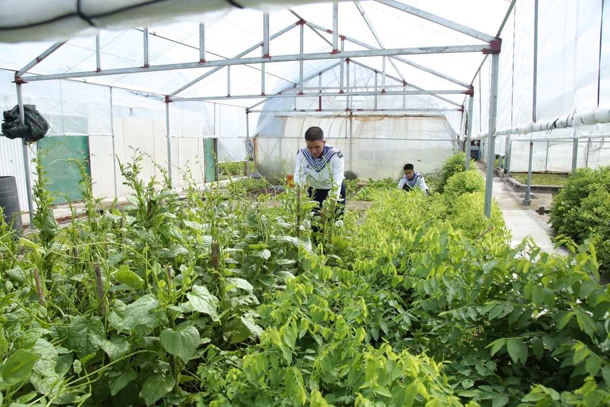 Cải tạo cát san hô ở các đảo xa bờ thành đất trồng rau