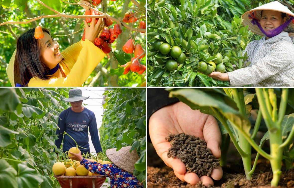 Tiêu chuẩn, thương hiệu và niềm tin: Ba phép thử lớn với nông nghiệp hữu cơ Việt Nam