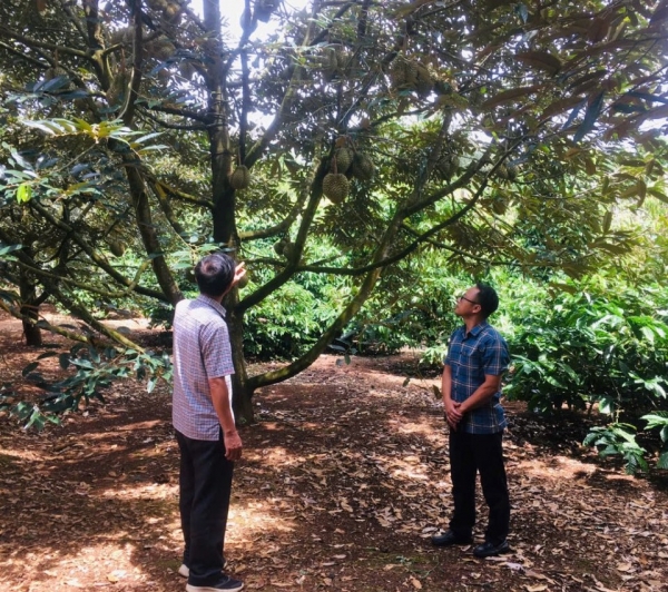 Canh tác xanh và tuần hoàn - "chìa khóa vàng" cho nông nghiệp Khánh Hòa