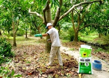 Phục hồi vườn cây ăn trái ĐBSCL sau ngập úng: Giải pháp khoa học cho bà con nhà vườn