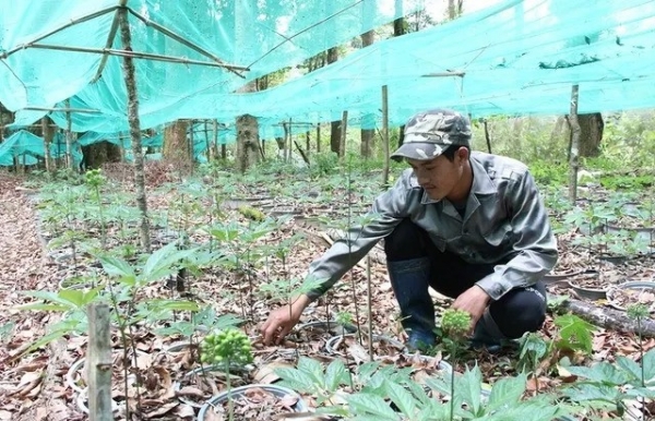 Đà Nẵng hỗ trợ đến 80% chi phí giống khi trồng sâm Ngọc Linh