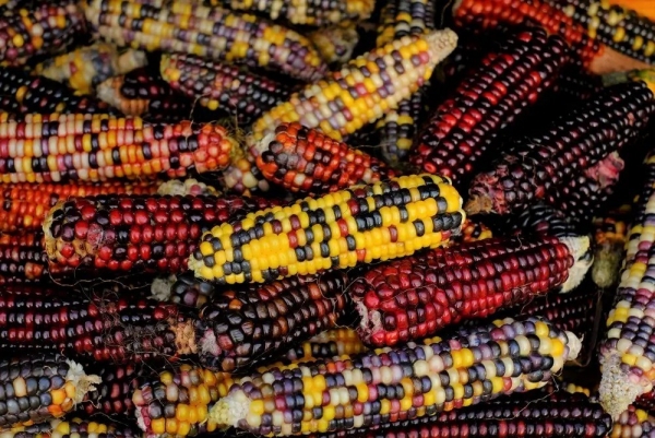 Nông nghiệp không cần nước - kỹ thuật cổ xưa cứu cánh thời biến đổi khí hậu