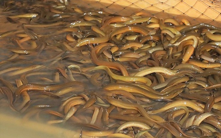 Hiệu quả mô hình nuôi lươn không bùn tại Hà Tĩnh