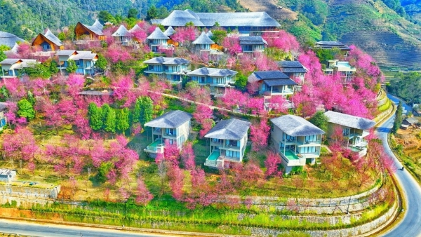 Rực rỡ sắc hoa Tớ Dày trên non cao Mù Cang Chải