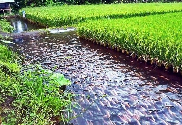 Tín chỉ carbon - “chìa khóa vàng” cho nông nghiệp hữu cơ - Bài 2: Nuôi đất là nuôi đời