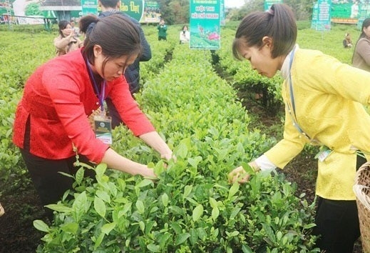 Phấn đấu có thêm từ 2.000ha chè trở lên đạt tiêu chuẩn VietGAP, hữu cơ