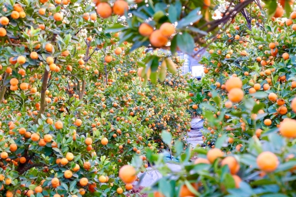 Rộn ràng nhịp sống tại “thủ phủ” quất, bưởi cảnh Văn Giang những ngày cận Tết