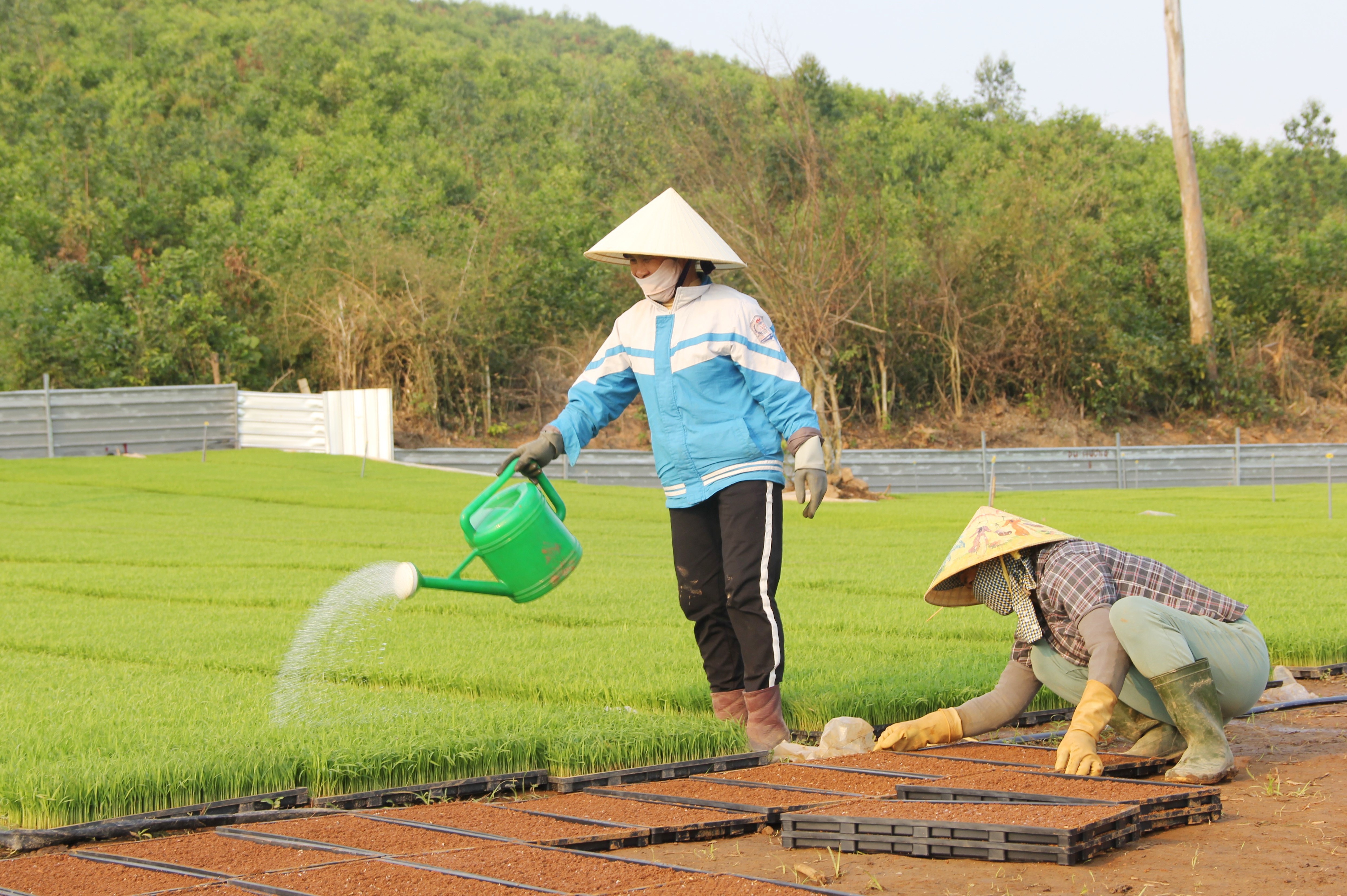 Tiên phong ứng dụng khoa học kỹ thuật, gieo mạ khay quy mô lớn