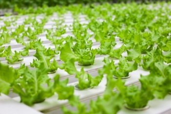 Kiến tạo hệ sinh thái nông nghiệp xanh bằng sản xuất rau hữu cơ