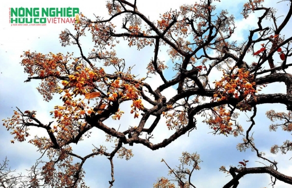 Rừng khộp – hệ sinh thái thích nghi với biến đổi khí hậu khắc nghiệt