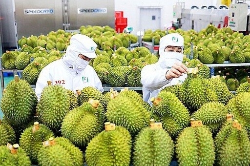 Thái Lan mất ưu thế , Việt Nam gia tăng thị phần sầu riêng tại Trung Quốc