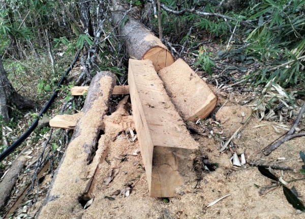 Xử lý 382 vụ vi phạm Luật Lâm nghiệp