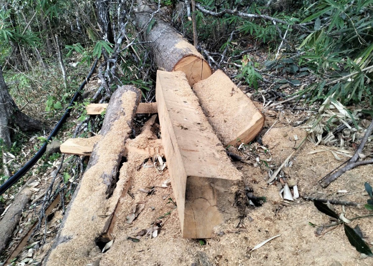 Lâm Đồng: Khẩn trương điều tra, xử lý vụ khai thác rừng trái pháp luật tại Ban QLRPH Sông Quao