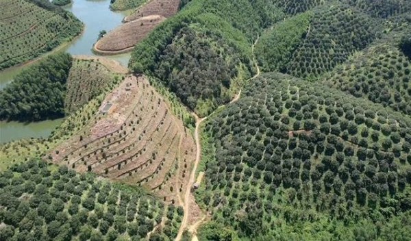 Đôn đốc công bố hiện trạng, đẩy nhanh kiểm kê rừng