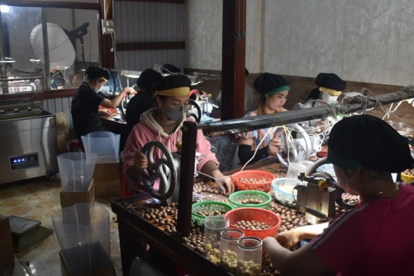 "Gói ghém" hương vị Tết vào từng hạt nông sản tại cơ sở rang sấy Hà Chuẩn