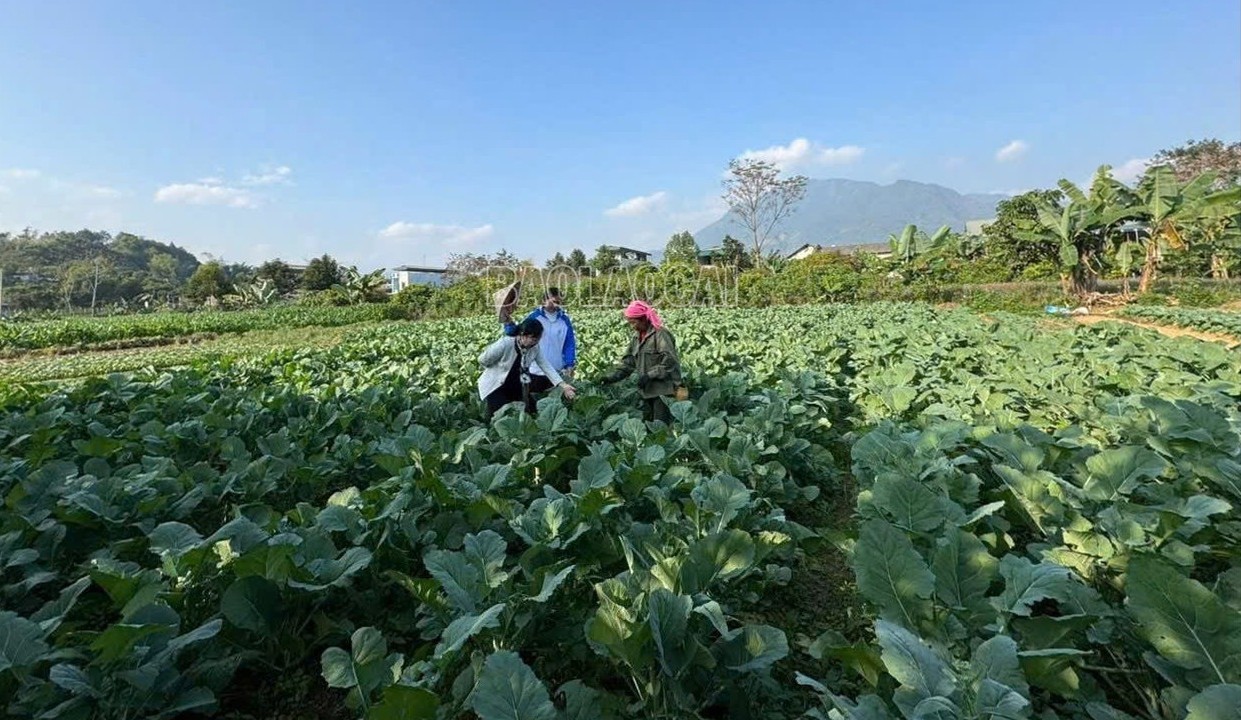 Liên Sơn chuyển đổi cây trồng tạo đột phá cho nông nghiệp
