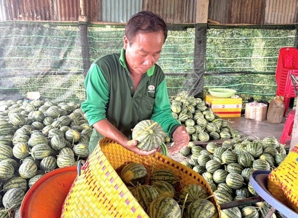 Dưa hấu Mỏ Ó có gì hấp dẫn?