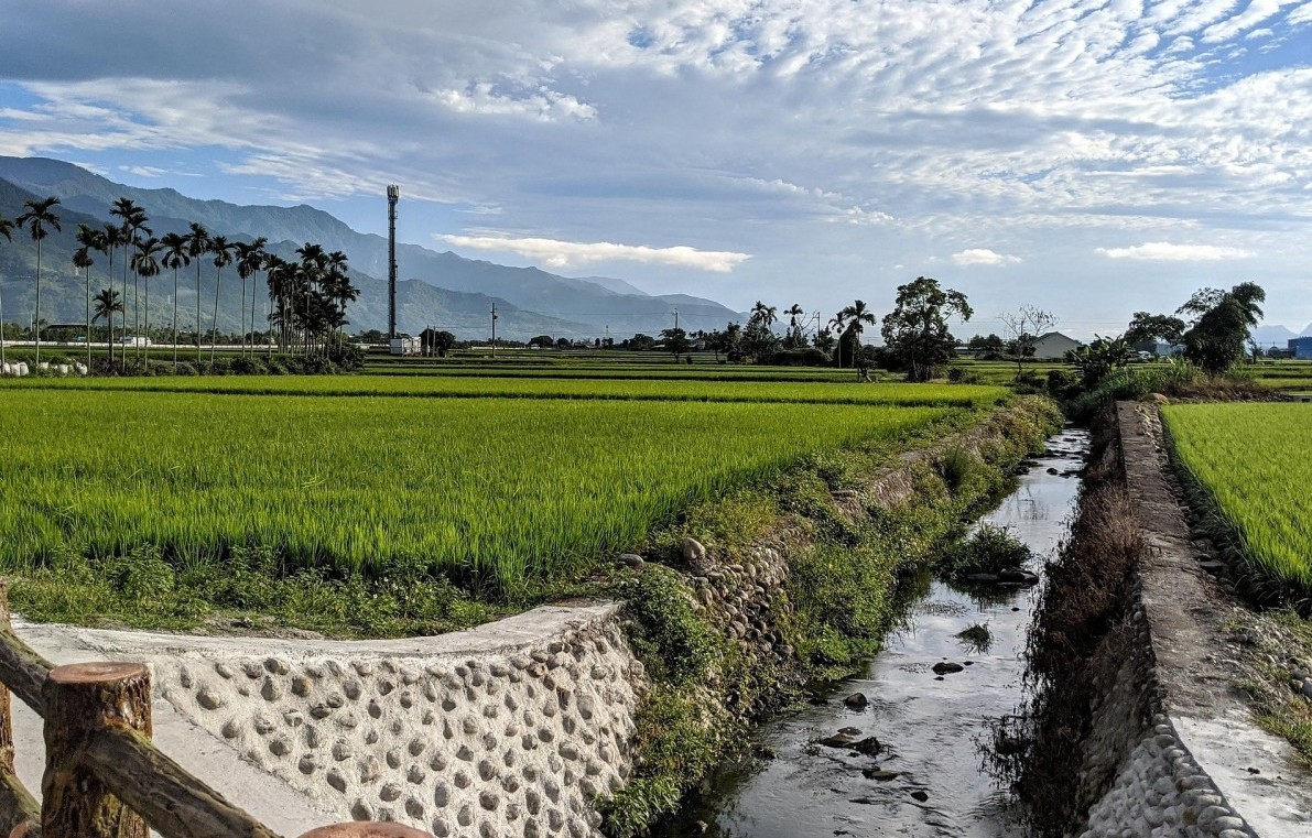 Giá trị xuất khẩu gạo của Đài Loan tăng trưởng nhờ thị trường Nhật Bản