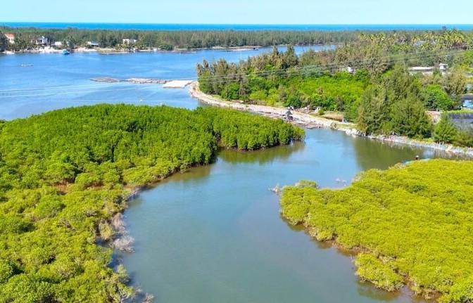 Rừng ngập mặn Tam Hải – “lá phổi xanh” bên dòng Trường Giang