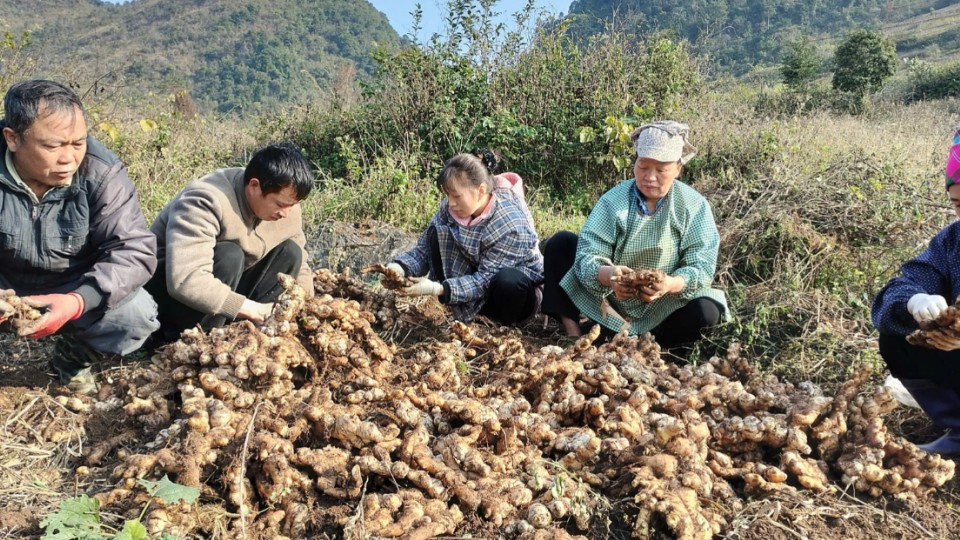 Khi củ gừng "xuất ngoại" đổi đời cho người Lục Khu