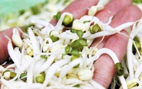 Giá đỗ ngâm hóa chất vẫn tươi cả tháng: 6 cách nhận biết để tránh rước họa