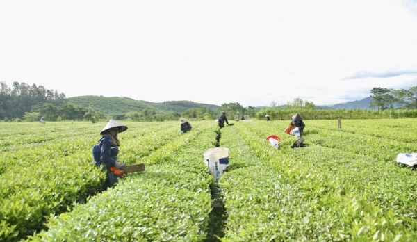 Hà Tĩnh ban hành Quy chế phối hợp công tác khuyến nông