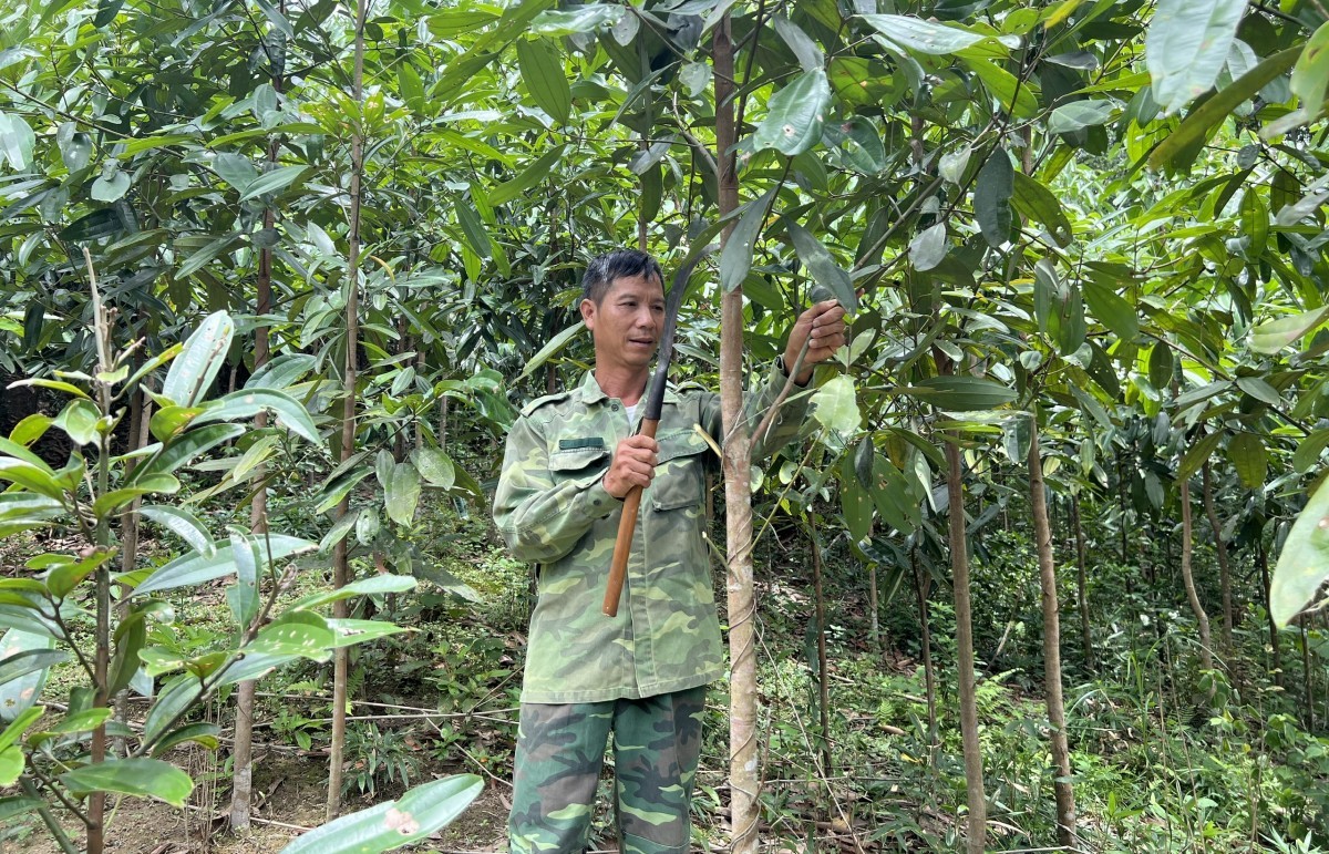 “Vàng xanh” hữu cơ giữa đại ngàn