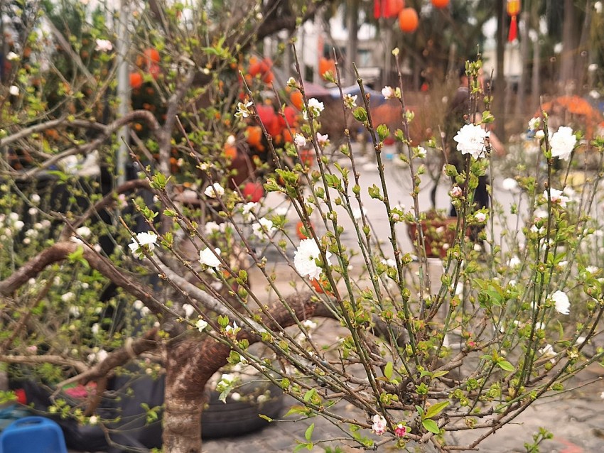 Hoa Nhất Chi Mai. ẢNh: Duy Tùng