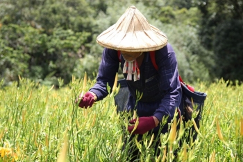 Trung Quốc thúc đẩy tăng trưởng thu nhập của nông dân nhằm mở rộng tiêu dùng