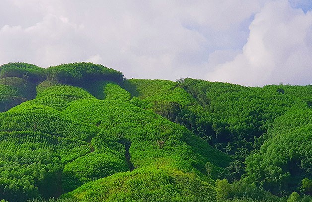 Những phản hồi xung quanh quy trình đấu giá khai thác gỗ rừng trồng ở Quảng Trị