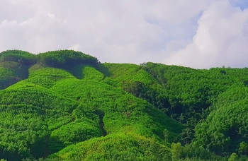 Những phản hồi xung quanh quy trình đấu giá khai thác gỗ rừng trồng ở Quảng Trị