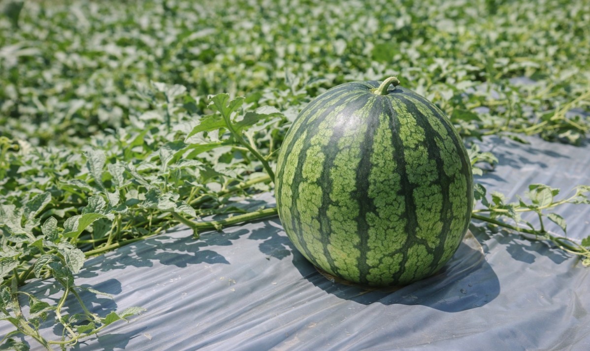 Cách làm mới giúp dưa hấu ngọt, năng suất cao trên bờ bao vuông tôm