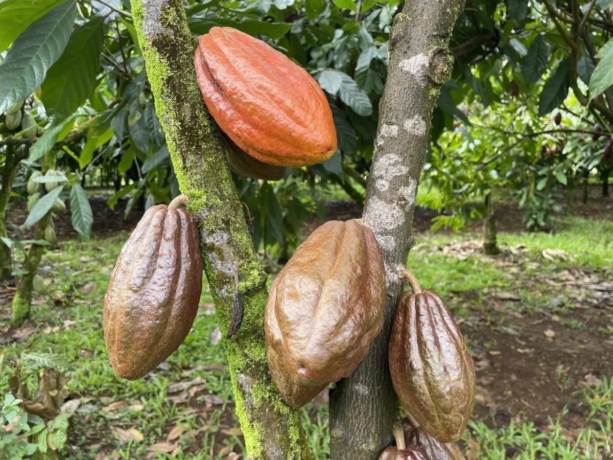 Khi cacao Hawaii chọn con đường “ít mà tinh” để chinh phục thế giới