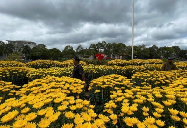 Buôn Ma Thuột như bản tình ca phố núi mùa xuân Bính Ngọ