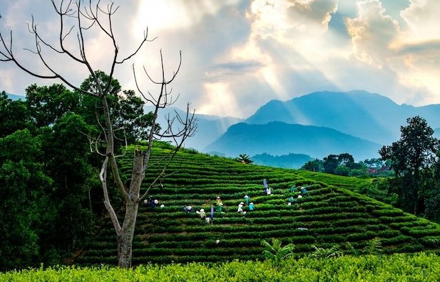 “Thủ đô” chè Thái Nguyên vào xuân