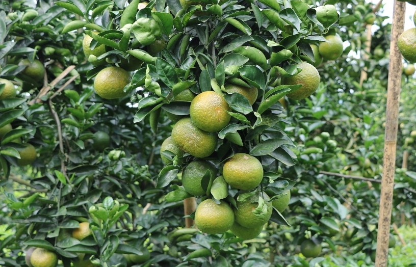 Cận tết cam Sành Hà Giang xuôi phố thị