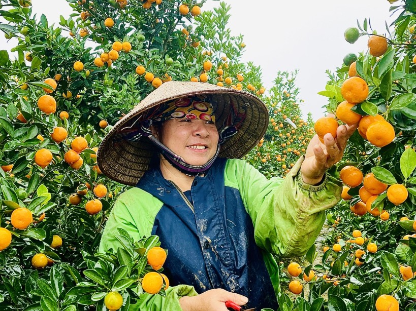 Nông nghiệp hữu cơ: Ước mơ trên cánh đồng hiện thực