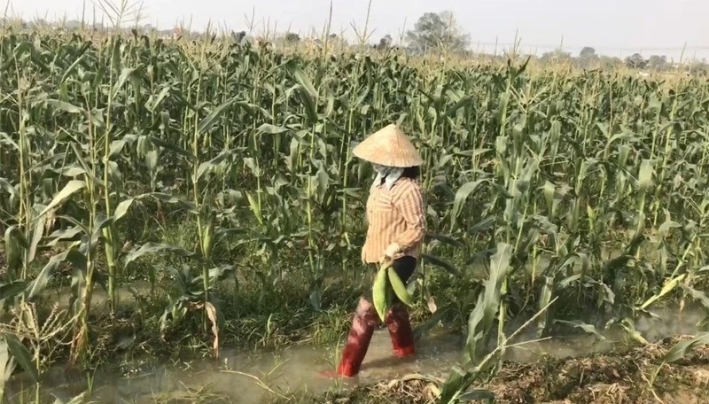 Mở rộng diện tích cây trồng liên kết sản xuất, bao tiêu sản phẩm vụ xuân