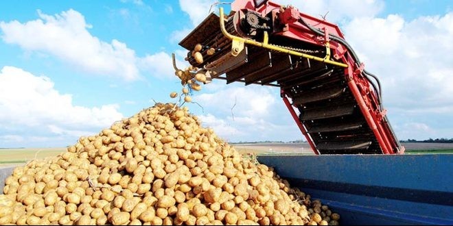 Từ thiếu hụt sang dư thừa, thị trường khoai tây châu Âu đối mặt áp lực giảm giá