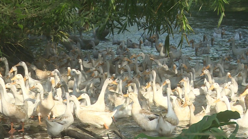 Chủ động tái đàn gia cầm - Hướng đi hiệu quả cho người chăn nuôi