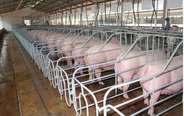 Quản lý mật độ chăn nuôi ở Lâm Đồng: Bảo đảm phát triển bền vững, bảo vệ môi trường