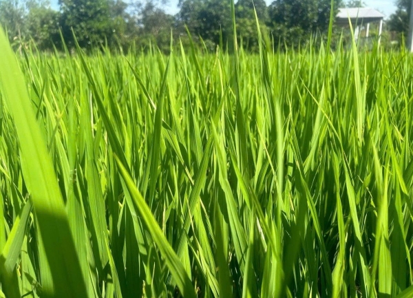 Vĩnh Long: Hơn 10.900ha lúa bị sâu bệnh gây hại