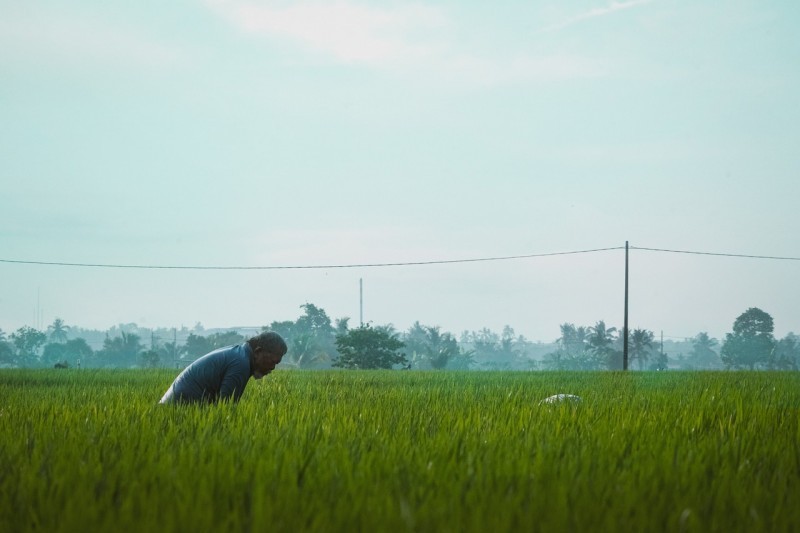 Malaysia đầu tư gần 12 triệu USD xây nhà máy tại Kedah nhằm thúc đẩy ngành lúa gạo