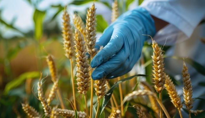 Lúa mì mới có thể giúp cắt giảm ô nhiễm và chi phí phân bón