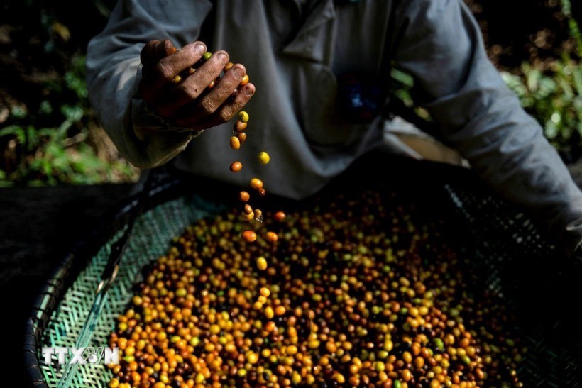 Mưa lớn đe dọa ảnh hưởng đến sản lượng càphê của Brazil