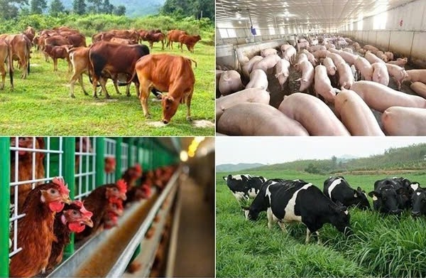 Đồng Nai: Tăng cường kiểm tra kinh doanh, sử dụng chất cấm trong chăn nuôi