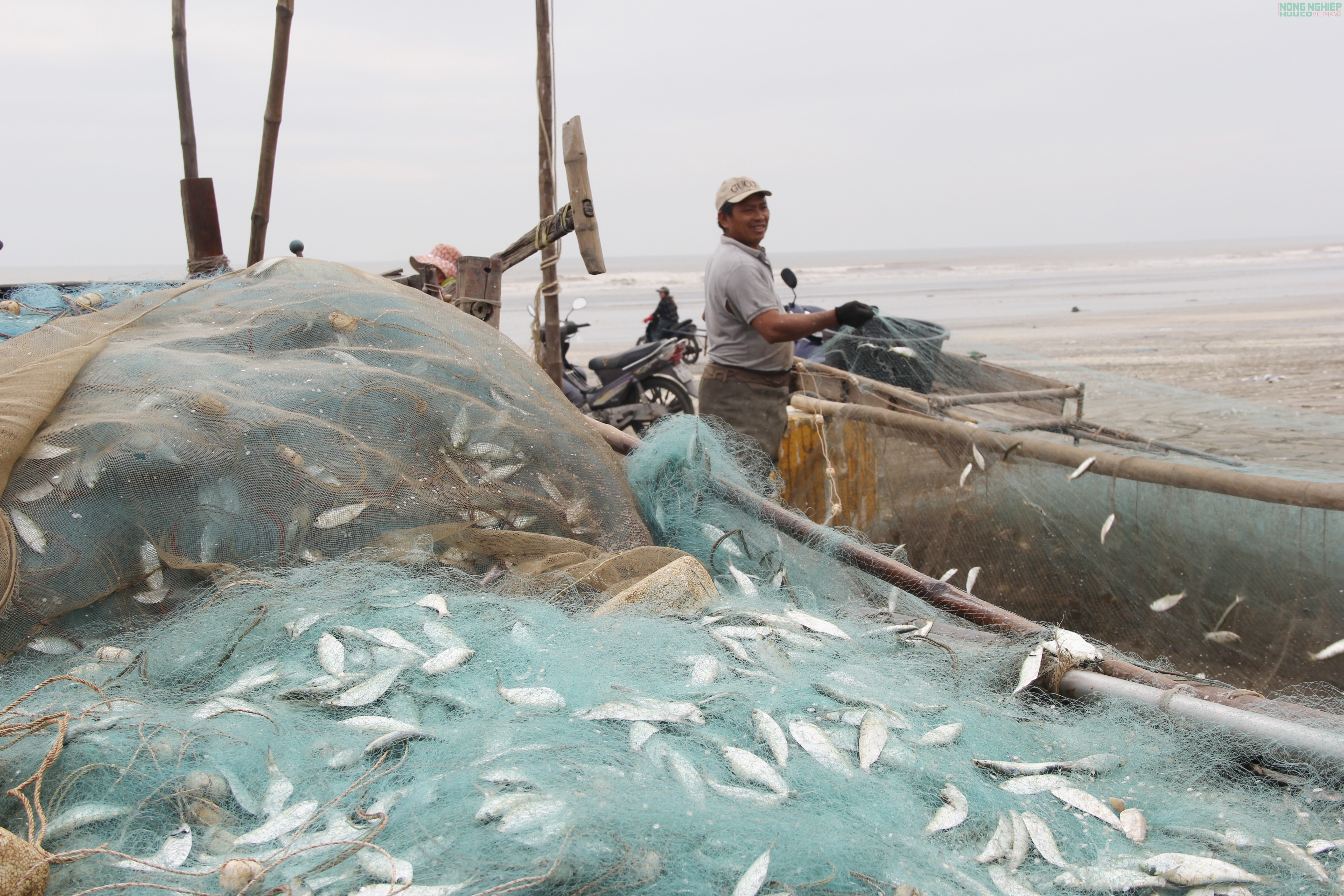 Mỏi tay gỡ cá trích, ngư dân Nghệ An kiếm tiền triệu sau mỗi chuyến biển Mỏi tay gỡ cá trích, ngư dân Nghệ An kiếm tiền triệu sau mỗi chuyến biển